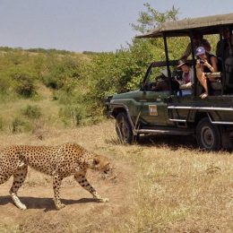 Safari Tours Holiday Right Way To Explore