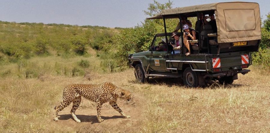 Safari Tours Holiday Right Way To Explore