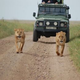 What You Should Carry On Your Safari In Kenya?