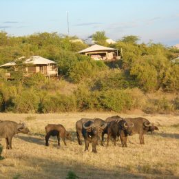 Experience The Adventure In Masai Mara Wildlife Reserve