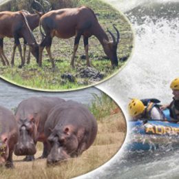 Explore Adventurous Safari Tours In Comfort