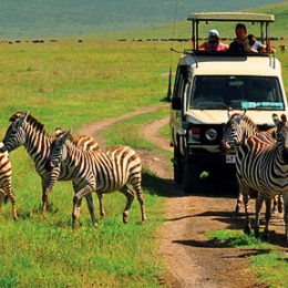 Safari In Tanzania: Tips To Enjoy The Safari