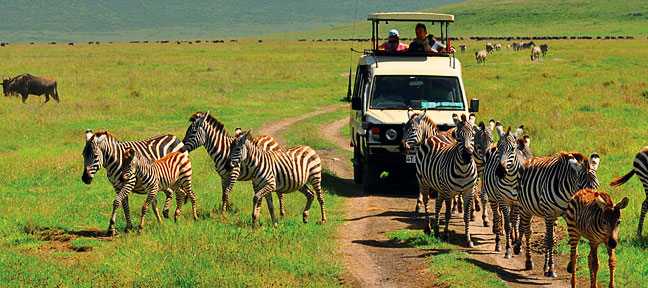 Safari In Tanzania: Tips To Enjoy The Safari