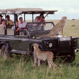 Planning For Masai Mara Safaris? How You Can Enjoy It To The Core?