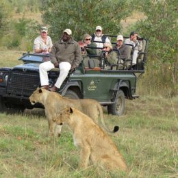 Why African Safari Tours Are Becoming Popular ?