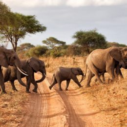 How a Trip To East Africa Can Certainly Blow Your Mind Away