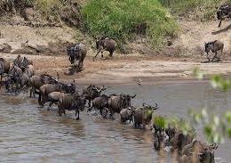 How to Search for the Best African Safari Tours and What They Can Offer