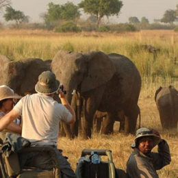 Why African Safari Tours Are Increasingly Becoming Common