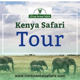 Important Things You Need to Know Before Planning Your Kenya Safari Tour